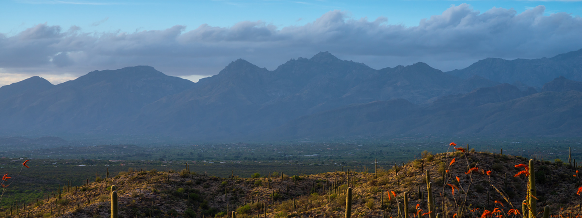 Banner image of Kolb